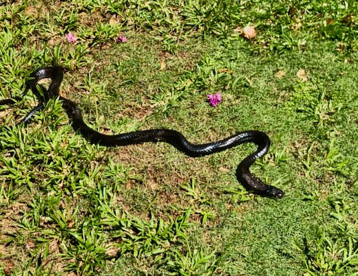 Dead Black Cobra